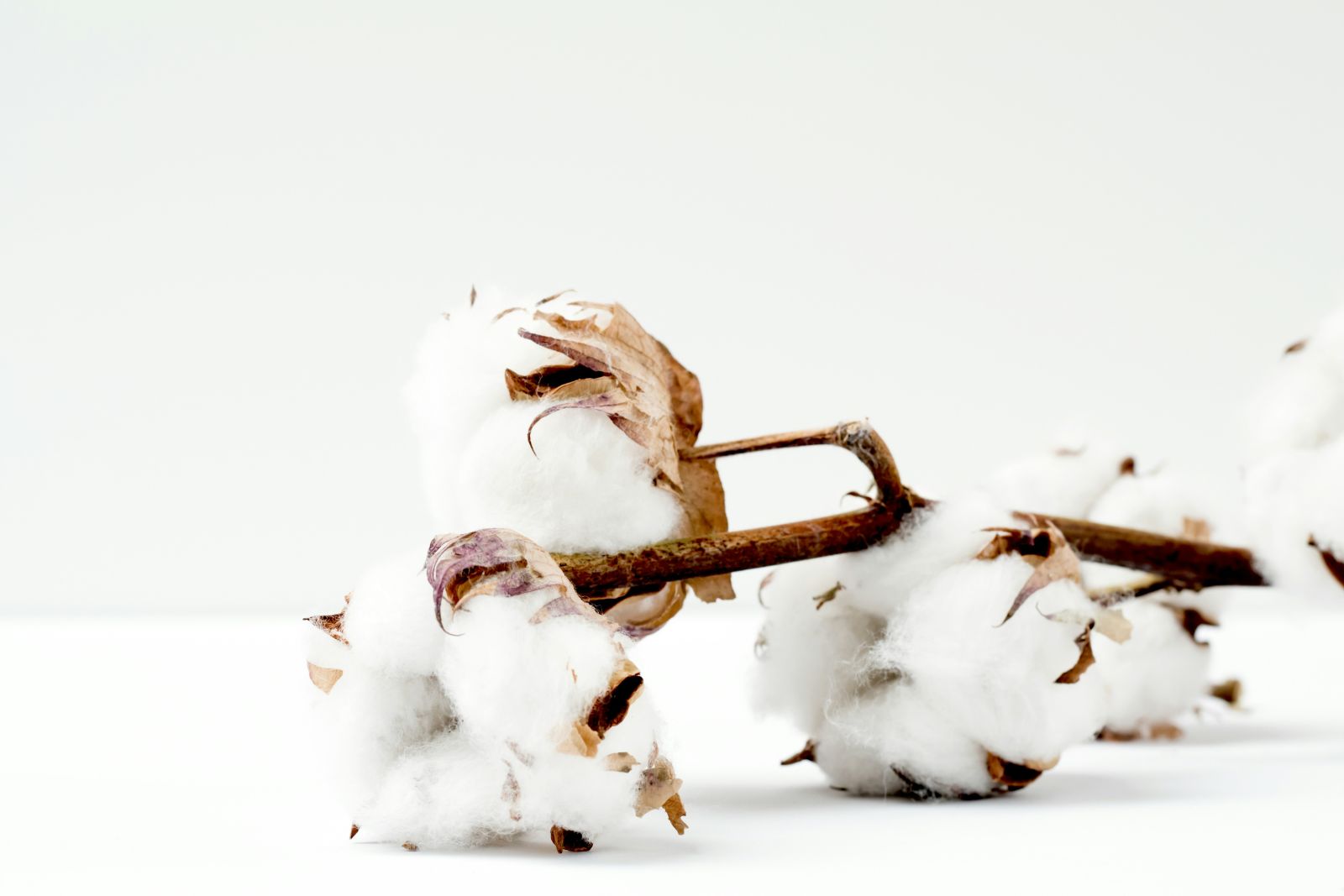 Cotton on dry branch by Marianne Krohn via Unsplash